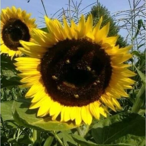 Meet your Posher, Nancy - Picture 2 of 2